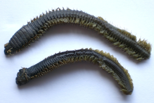 Seeringelwurm Nereis Diversicolor