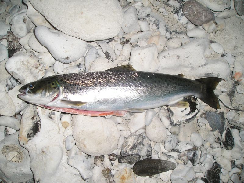 Steelhead