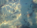 Seeringelwurm an Fehmarns Ostküste