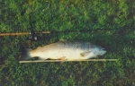 Ein Augustfisch von 83cm 8,5kg