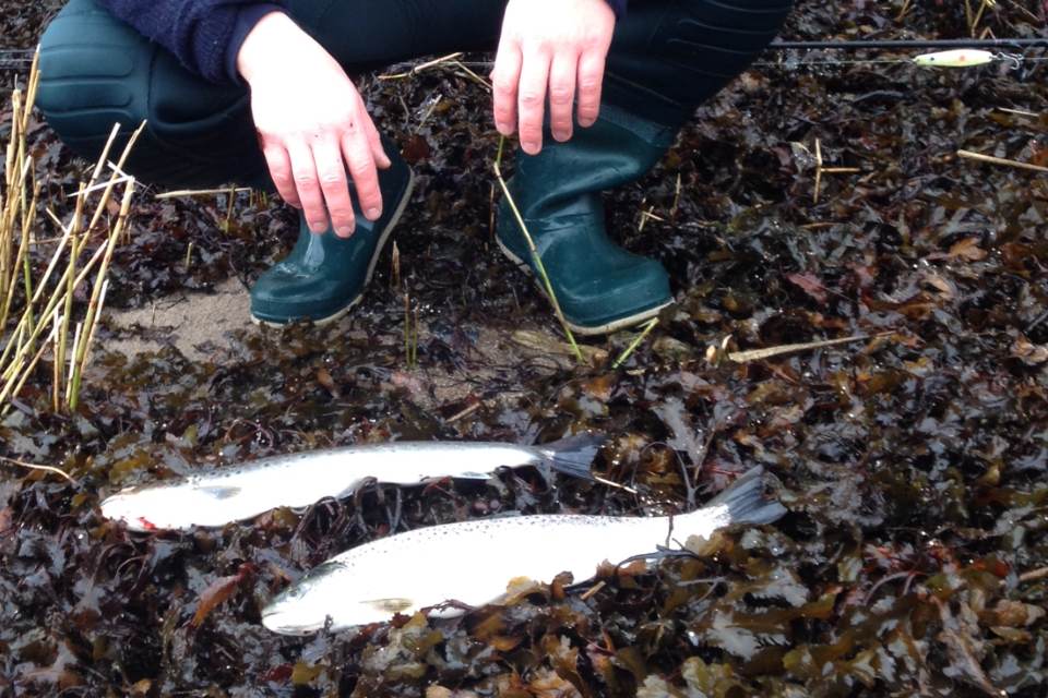 42er und 44er Grönländer