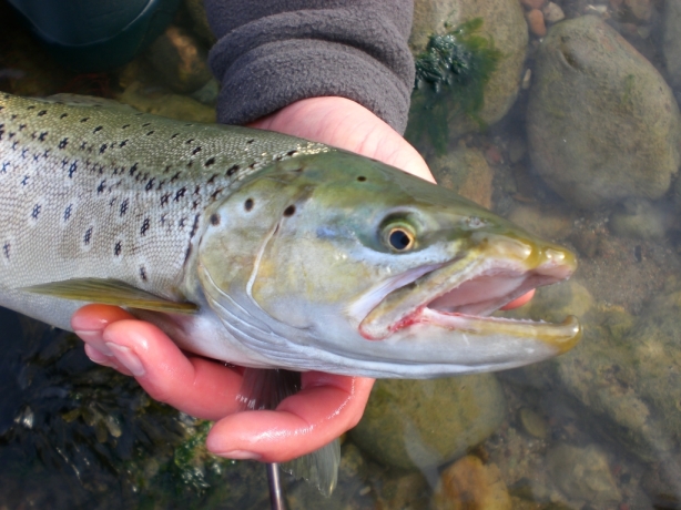 Brauner mit Laichhaken