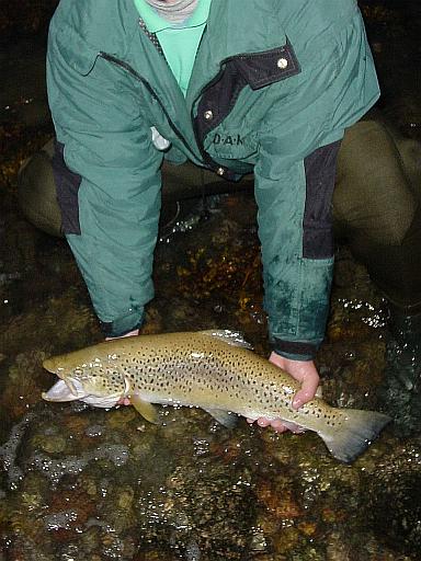 Braune Meerforelle vom 3. Oktober 2003 (1) !