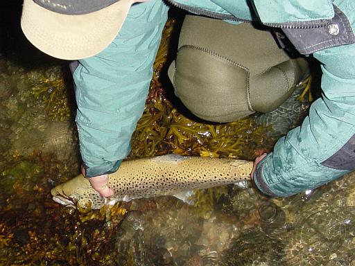 Braune Meerforelle vom 3. Oktober 2003 (2) !