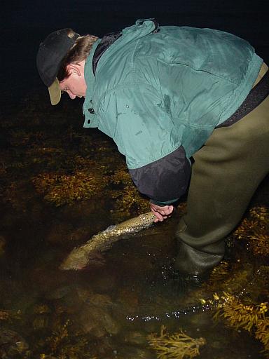 Braune Meerforelle vom 3. Oktober 2003 (3) !