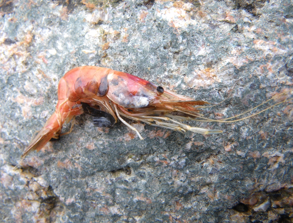 Große Ostsee-Garnele