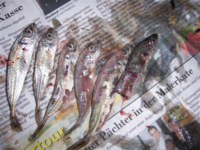Stöckermakrelen aus 49er Mefo, Januar 2007