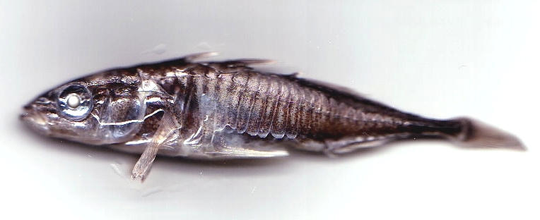 Stichling, männlich