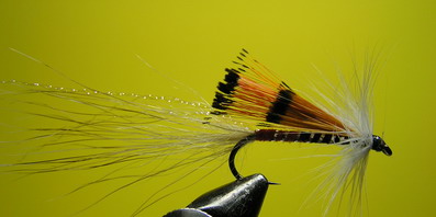 Allys Shrimp var.