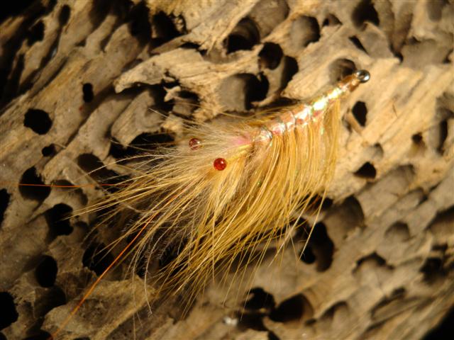 leckere Shrimp