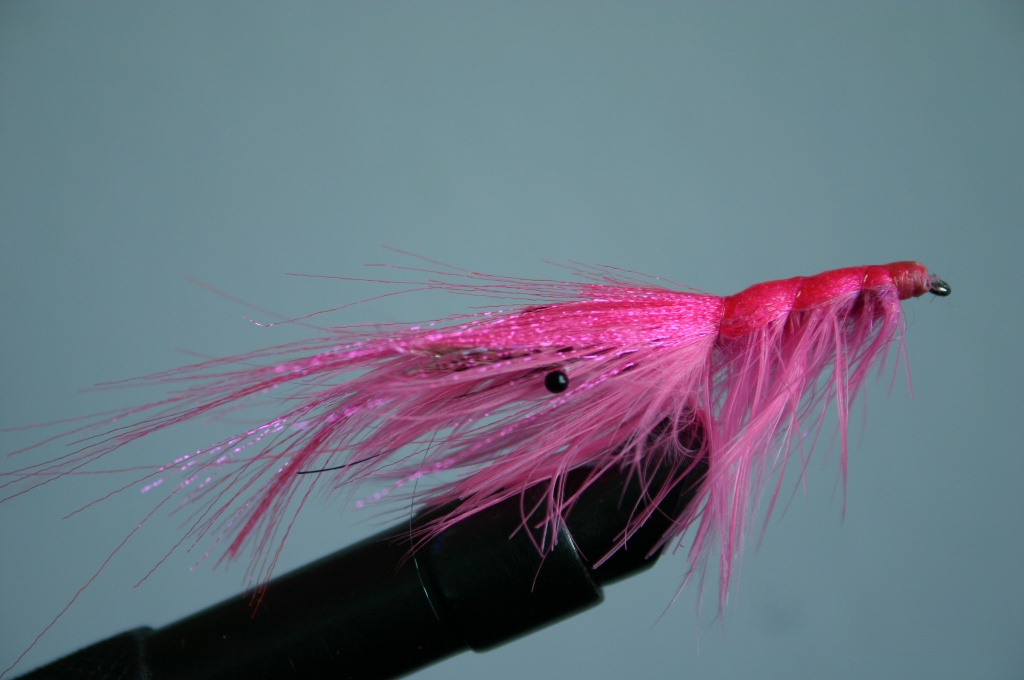 Pink Shrimp