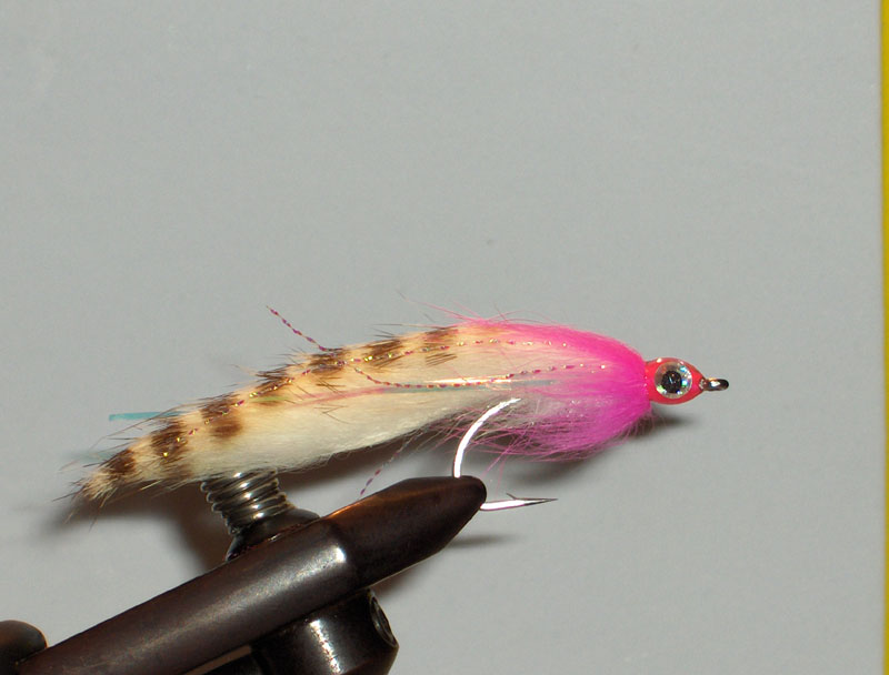 Polarzonker, white belly