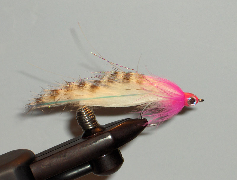 Polarzonker, pink belly