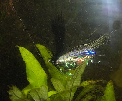 julenightfish uv-flash nass