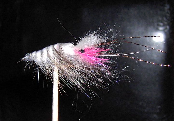polarshrimp