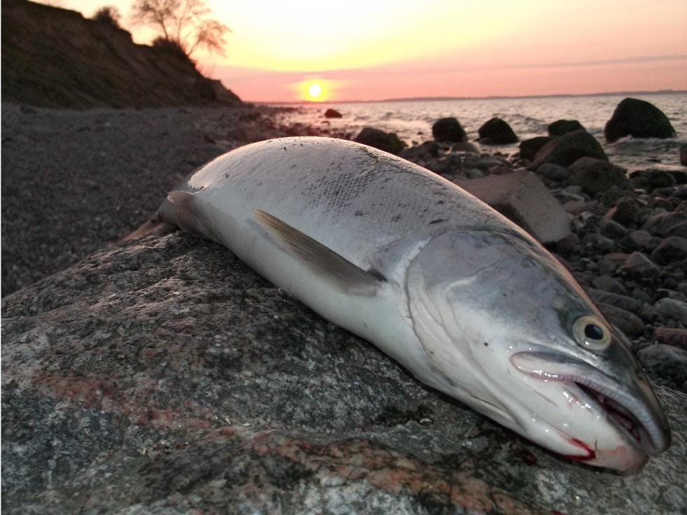 Rendevouz bei untergehender Sonne