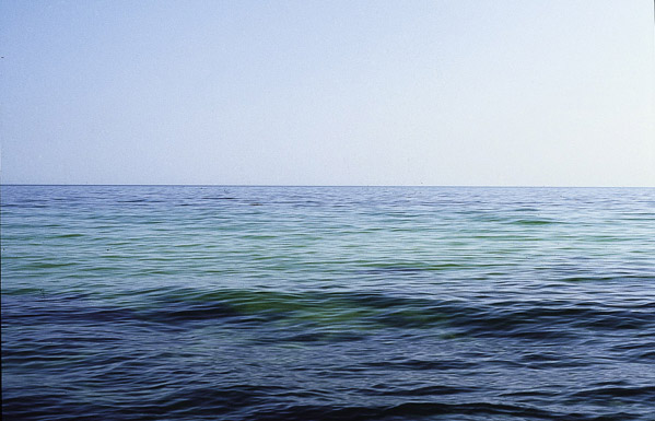 Schweinswale im Hintergrund