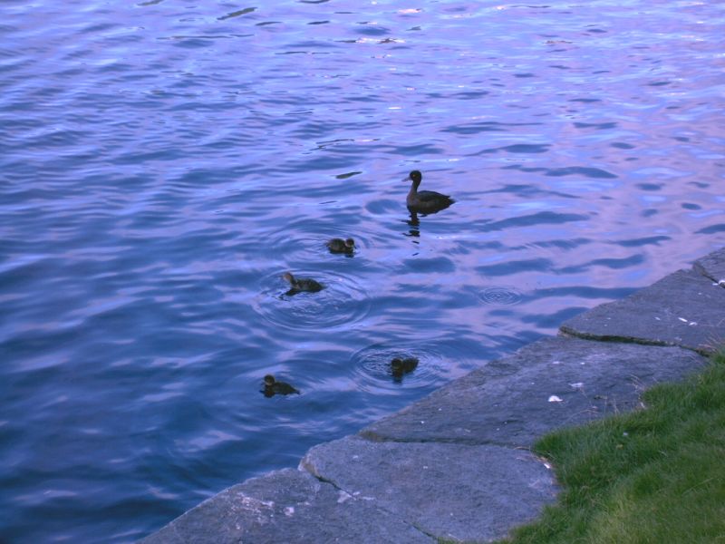 Enten