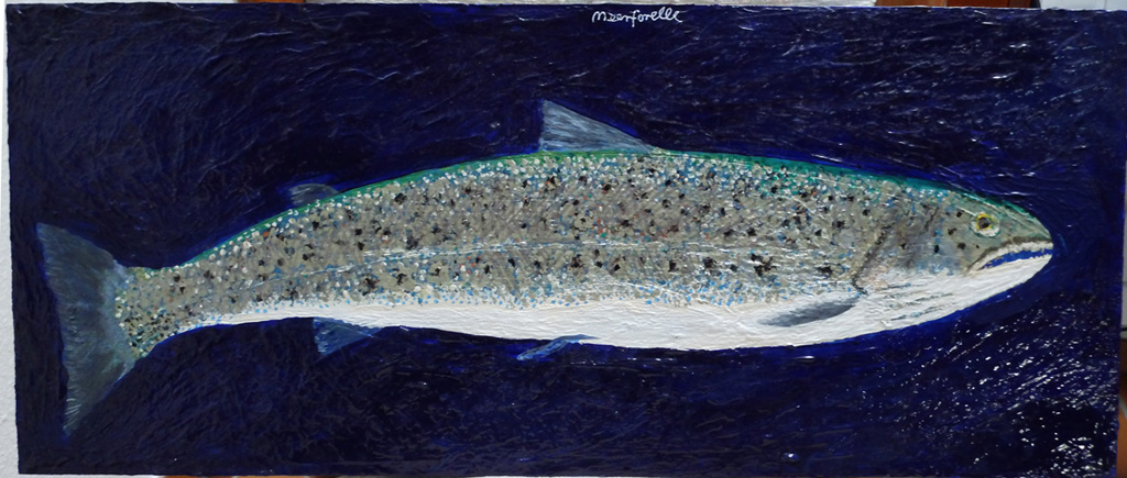 -Meerforelle - Rogner