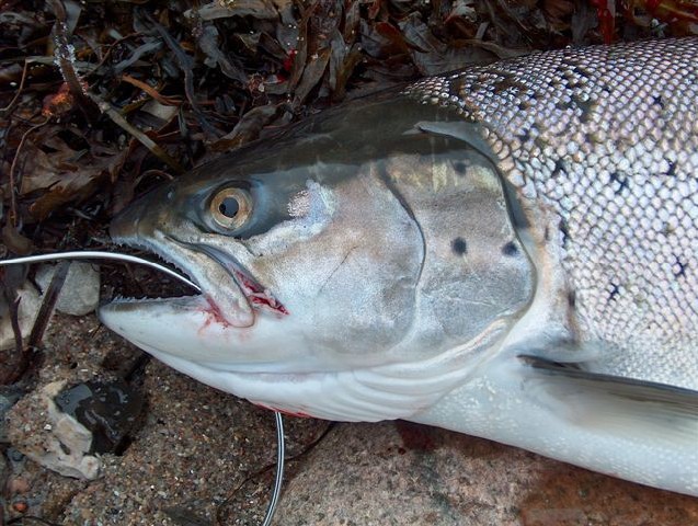 Saisonstart 2006, 70er mit 4,1 Kg