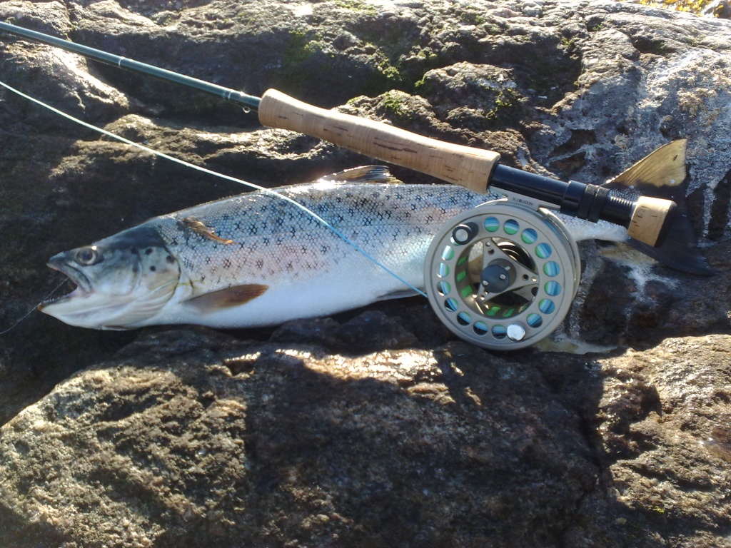 Top konditioniertes Küstensilber