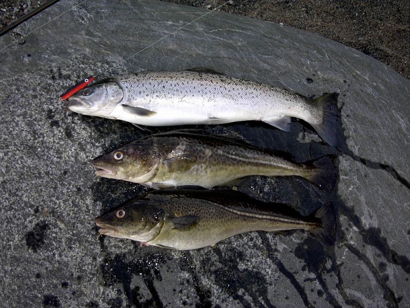 55er in Gesellschaft