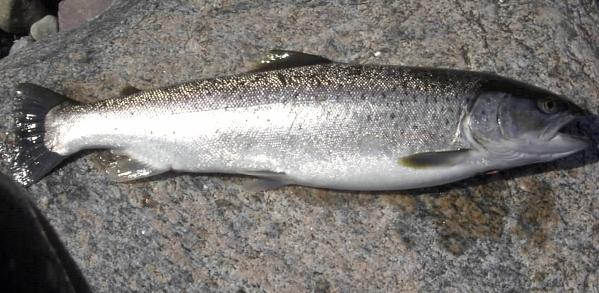 59er 2kg Schönhagen