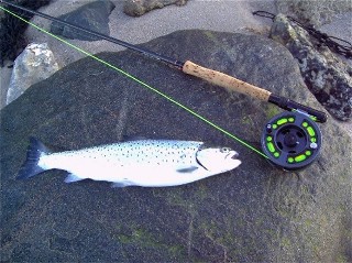Grönländer auf Fliege