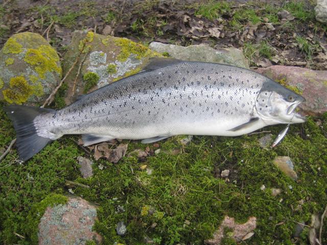 69er 4,44Kg vom 11.2.06