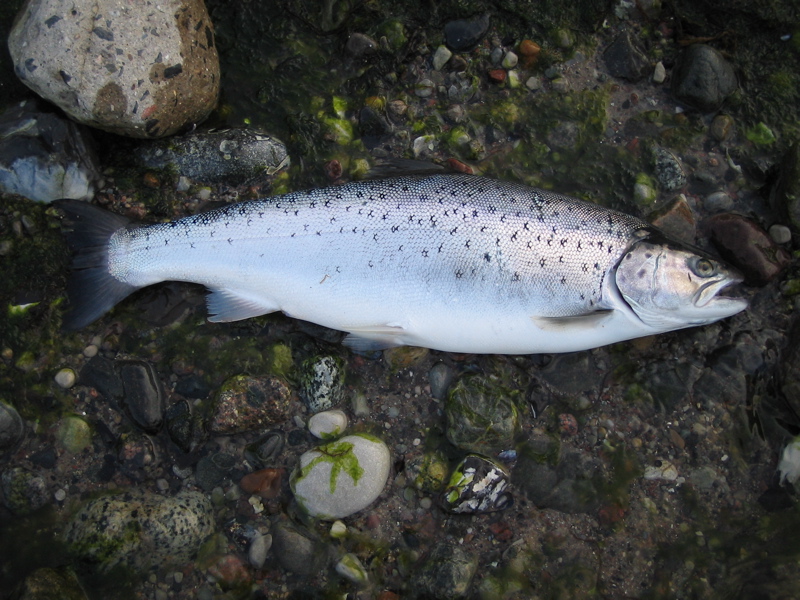 54cm  2,1kg  vom marzipanhausstrand
