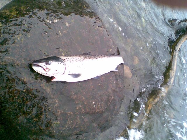 MeFo 02.03.08 45er Robinsons Hütte