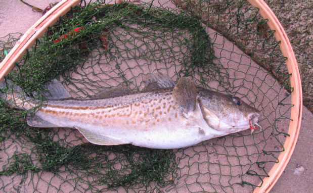 Dorsch auf Springerfliege