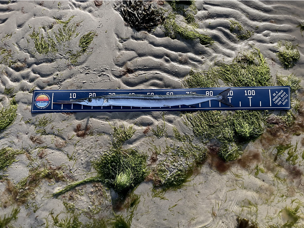 92 cm Hornhecht ????