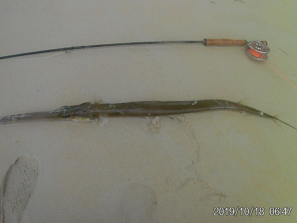 Fast länger als die Rute ...