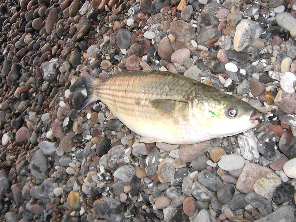 Septembermulte vom Darß