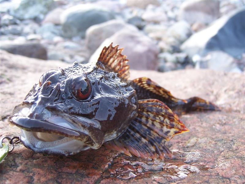 Seeskorpion auf Snaps