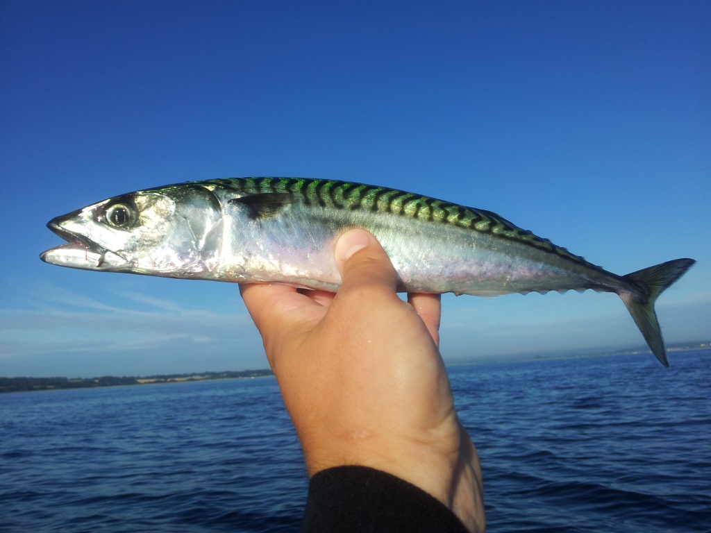 Aug 2012 Die Kajakmakrele