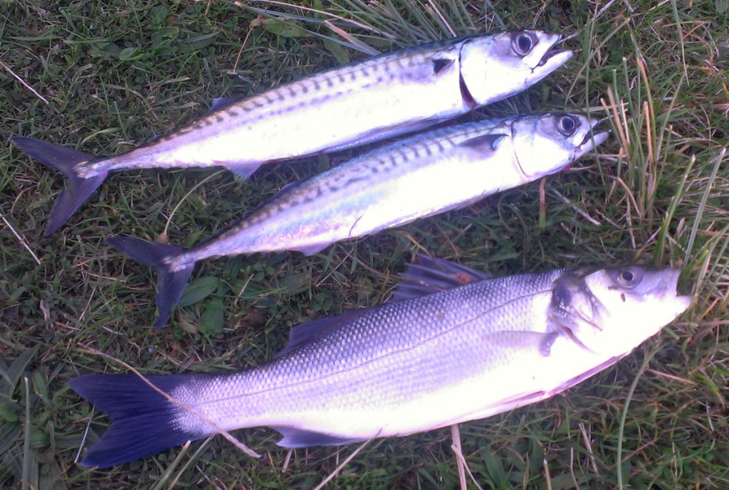 Schweinebucht August 2012