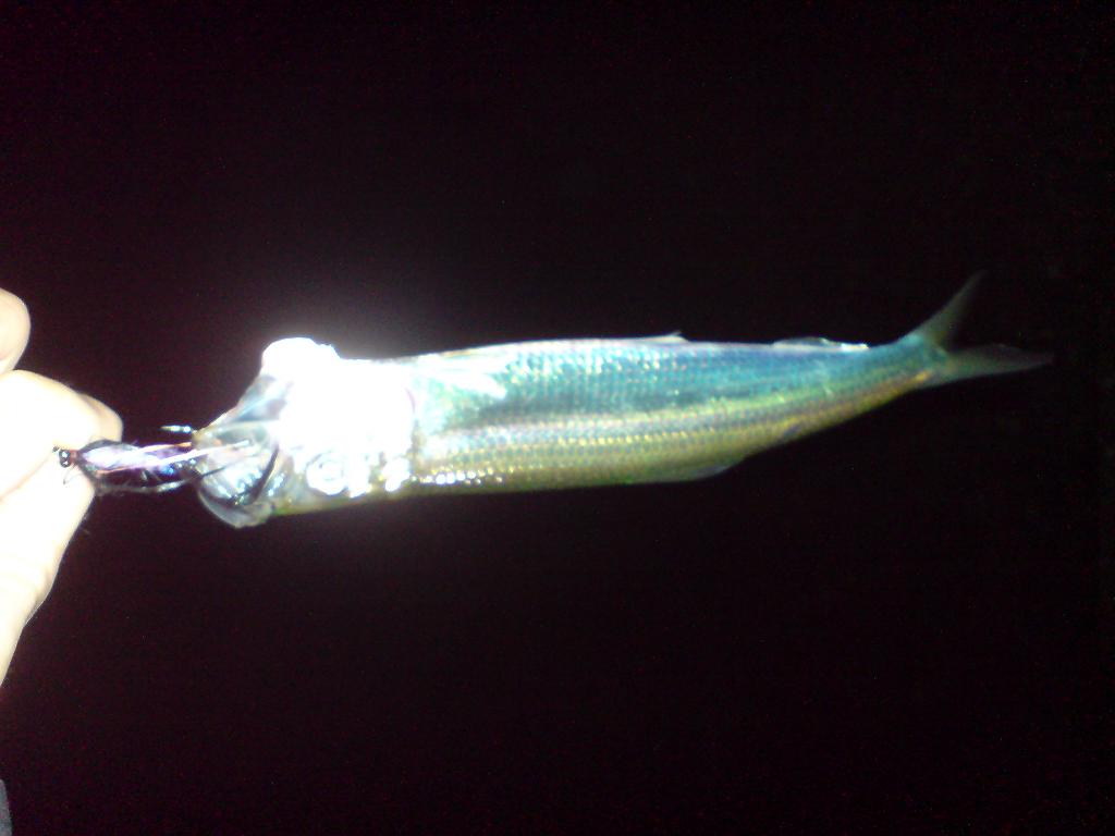 Hering beim Nachtangeln