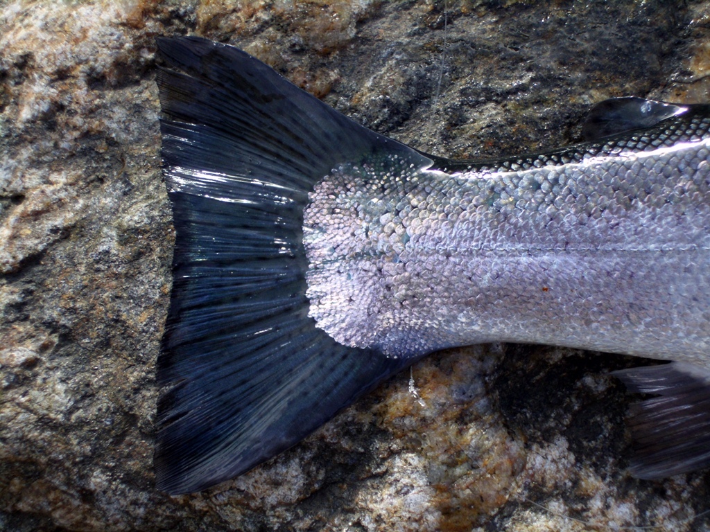 Und weil mir das Cover der F&F so gut gefallen hat ...