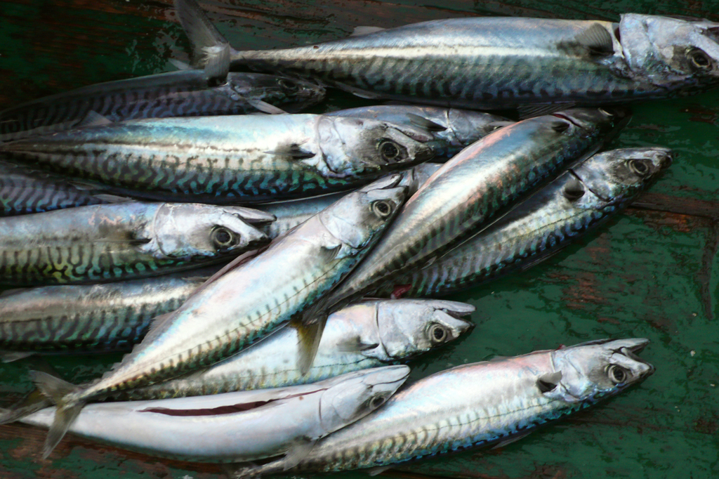 Schöner "Beifang" ...