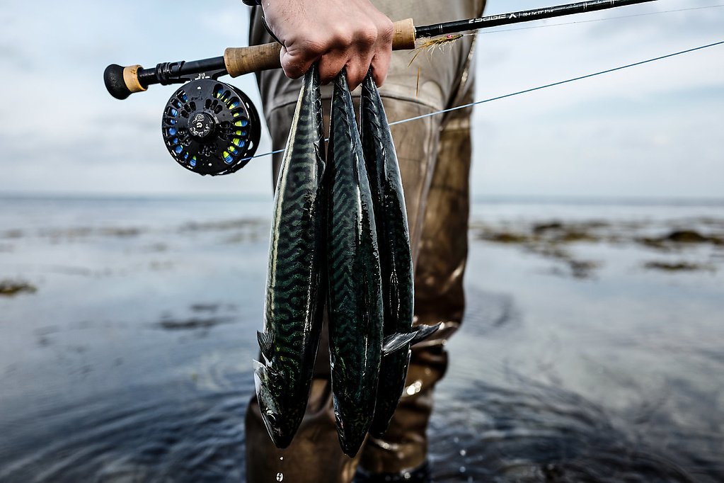 Makrele Sepember 2017