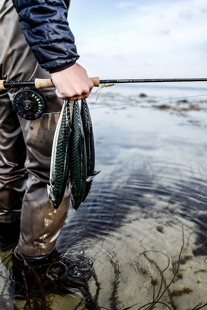 Makrele Sepember 2017