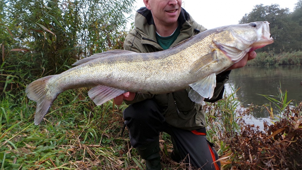 Zander als Sommermefoersatz