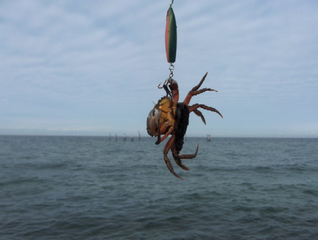 Spöket fängt, pic 01
