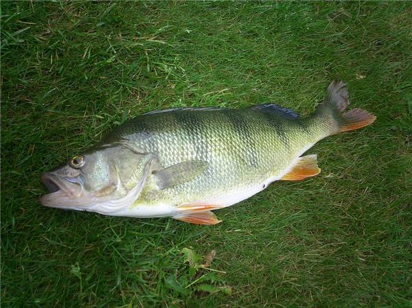 flussbarsch als beifang