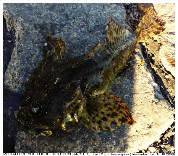 Mein erster Fisch - ein Seeskorpion