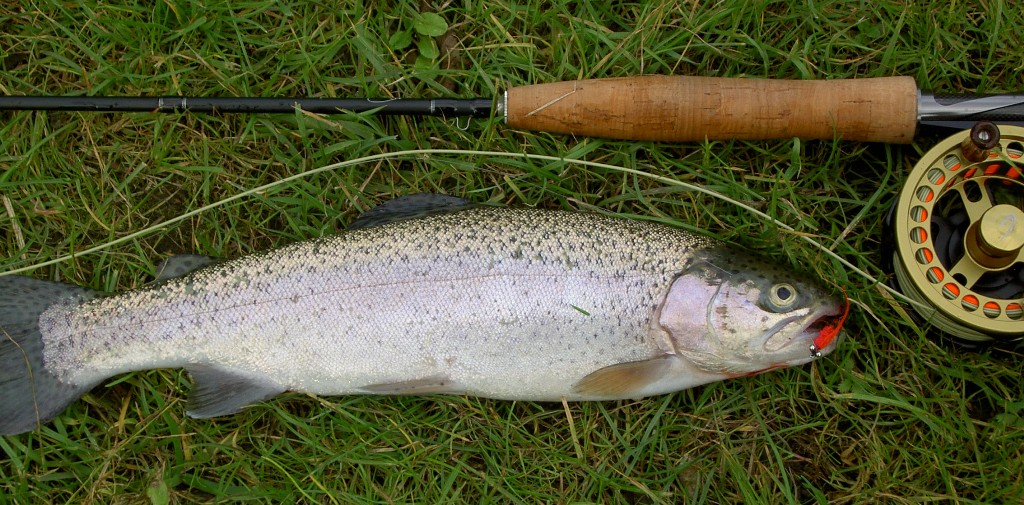 Erster Fsch mit neuen Geschirr