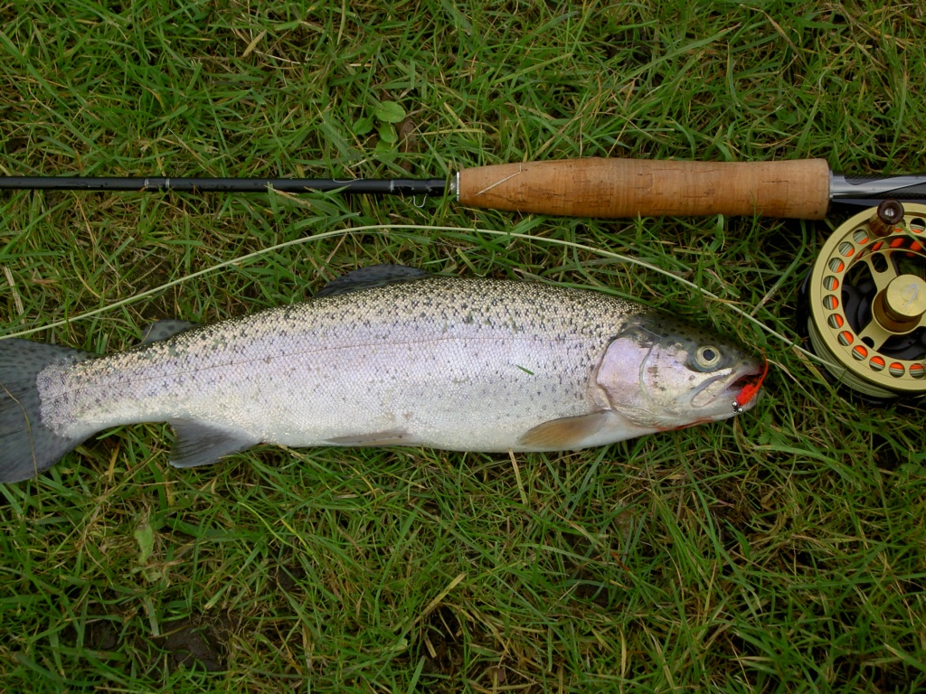 Erster Fsch mit neuen Geschirr