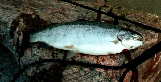 Steelhead 58cm Noer März 2000